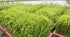 Best Seller! Northern limit Koshihikari (specially cultivated rice) 24th year